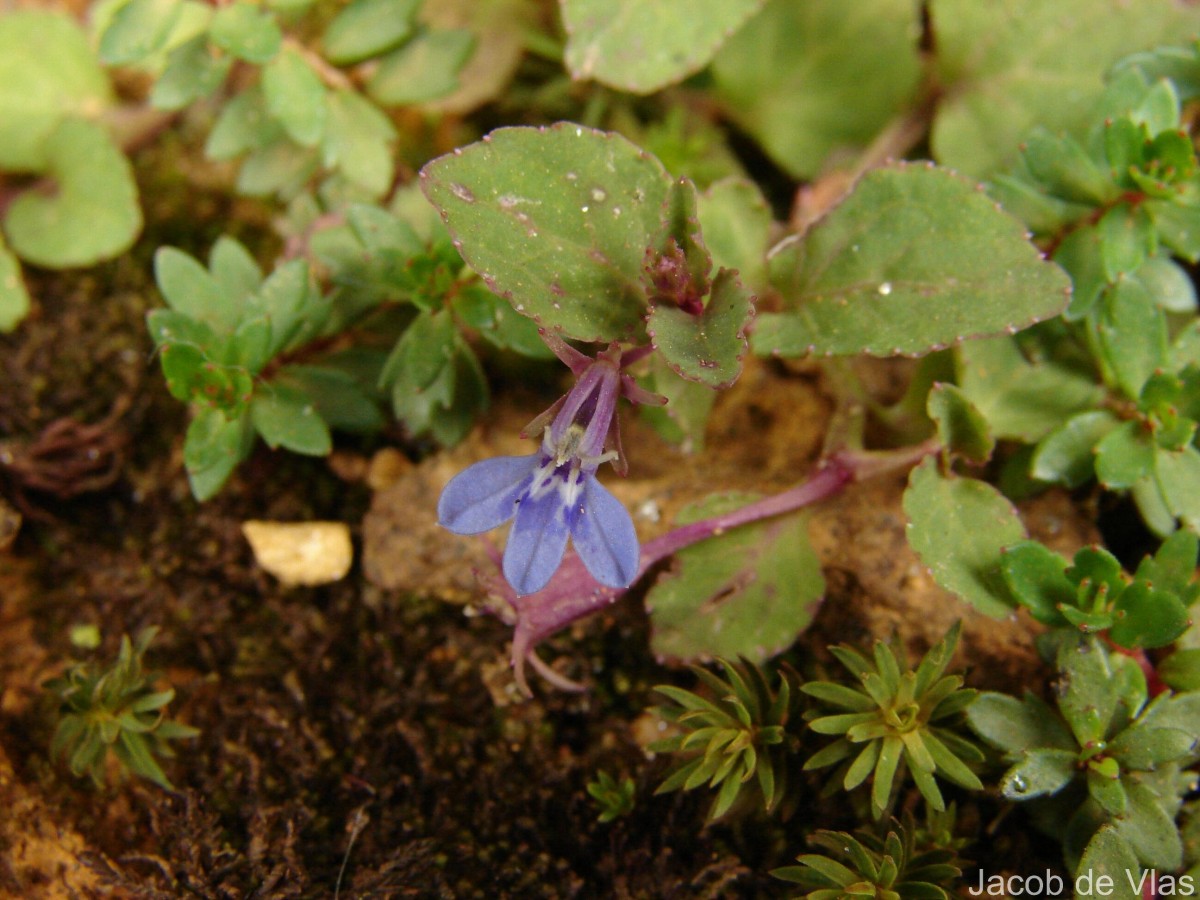 Lobelia heyneana Schult.